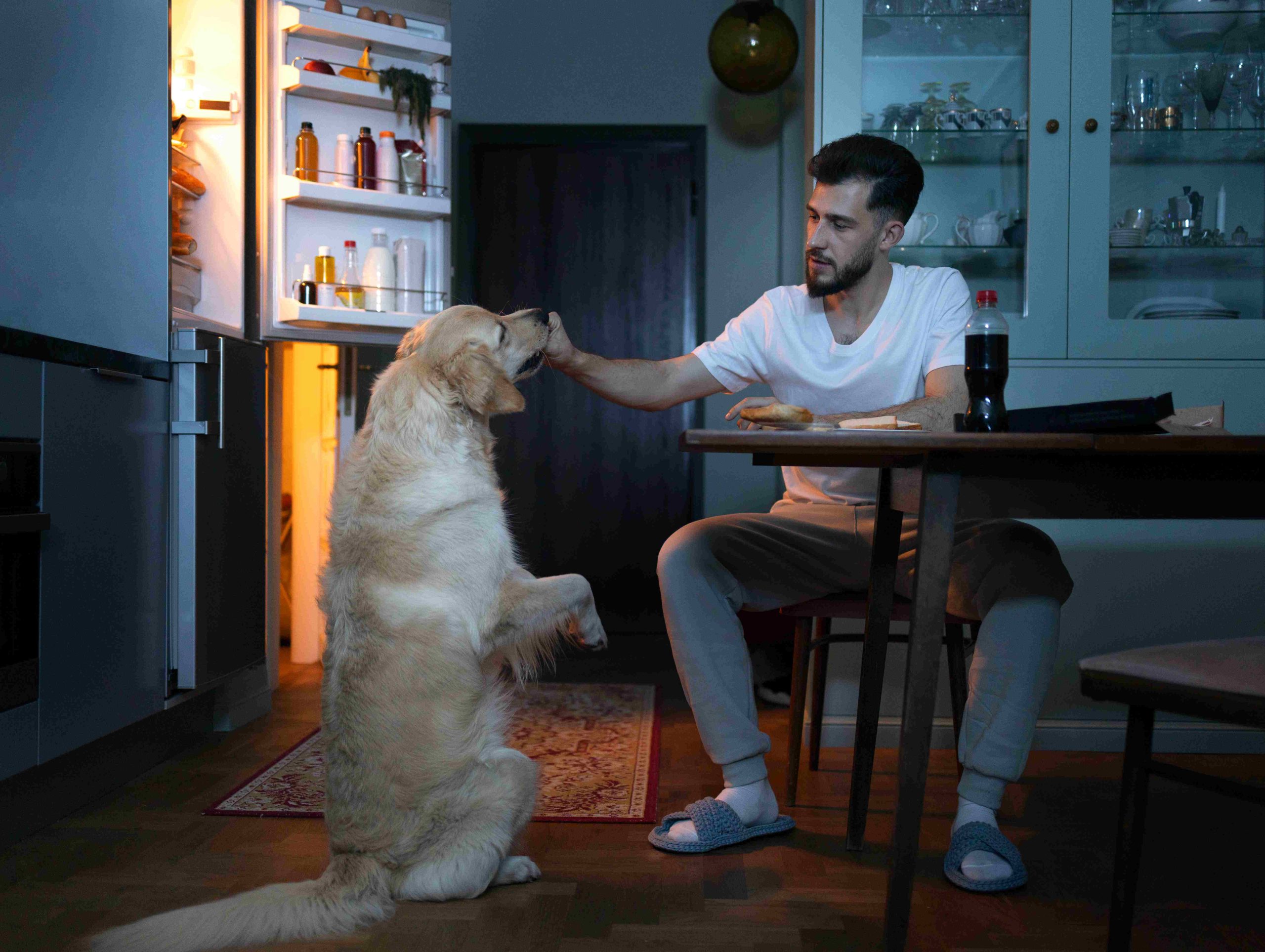 What to Expect on Your Dog's First Night at a Dog Hotel in Dubai